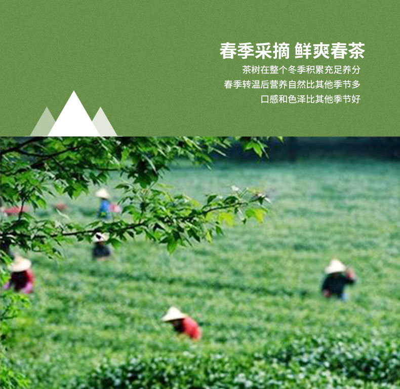 毛峰绿茶60详情_06