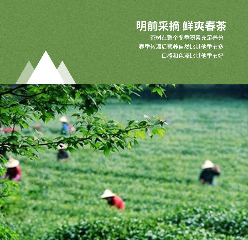 白茶毛峰